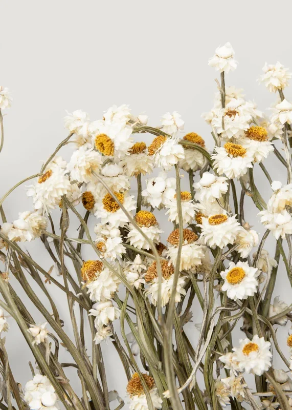 Natural White Dried Ammobium Flowers – 4 oz Bunch