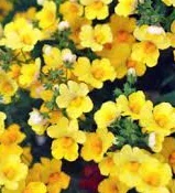 Nemesia ‘Angelart Pineapple’