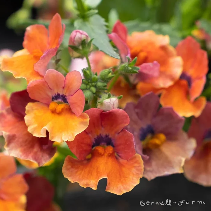 Nemesia Nesia Tropical 4.25in CF