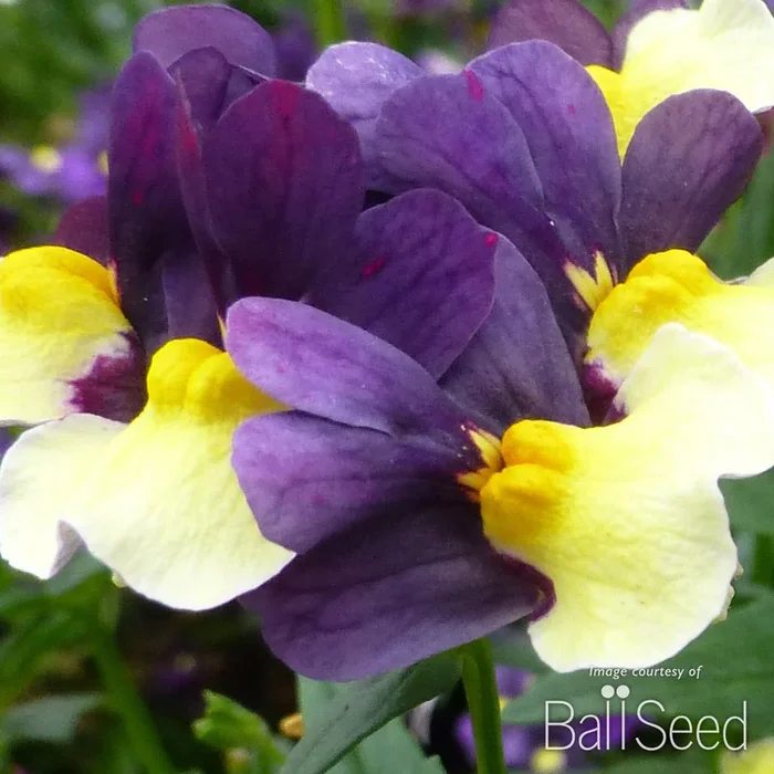 Nemesia SunGlow Purple Bicolor 4.25in CF