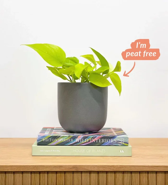Neon Pothos & Pot