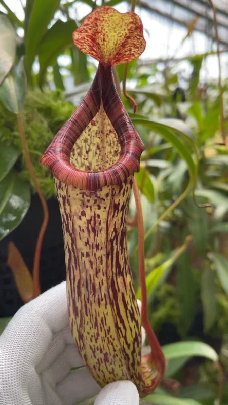 Nepenthes vogelii x ventricosa (medium)