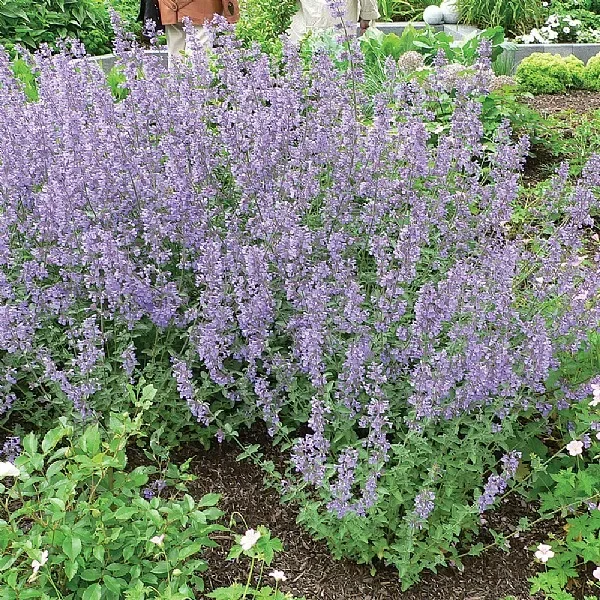 Nepeta racemosa ‘Walker’s Low’