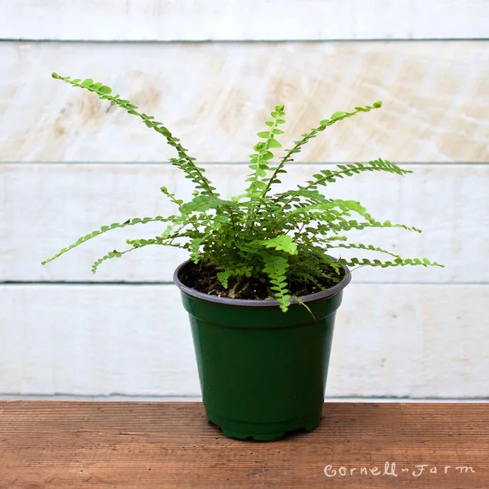 Nephrolepis cordifolia 4in Lemon Button Fern
