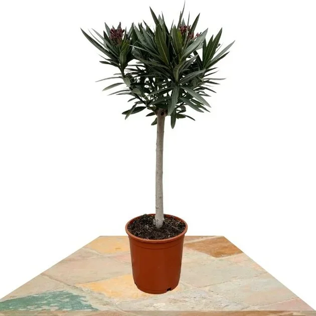 NERIUM BLANCO COPA 150CM (ADELFA BLANCA)