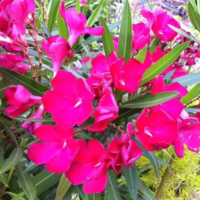 Nerium Oleander ‘Professor Martin’