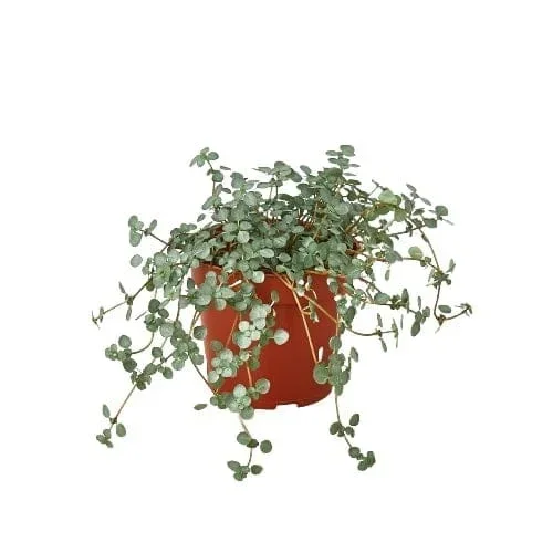 Nettle ‘Silver Sparkle’ – 4″ Pot – NURSERY POT ONLY