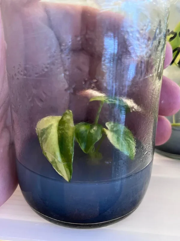 [New Arrival] Tissue Culture – Philodendron Angela variegated | Thaumatophyllum angela variegated