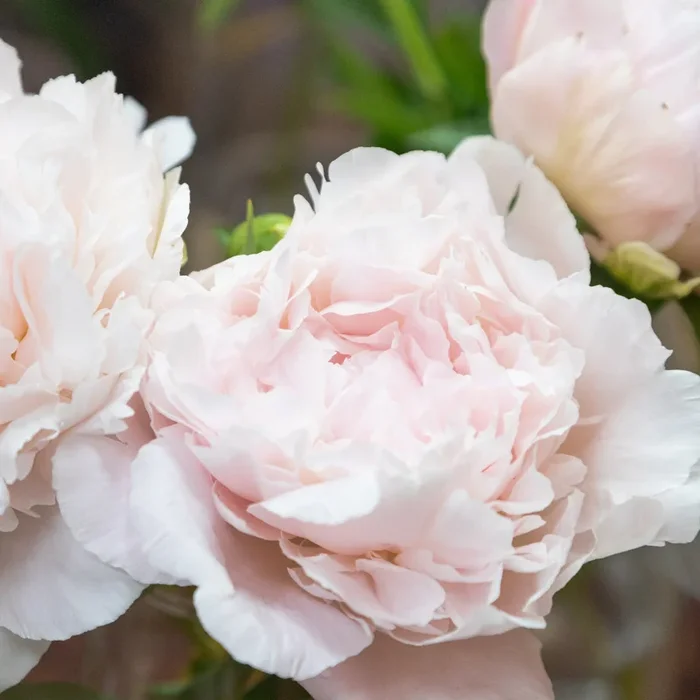 Nick Shaylor Peony