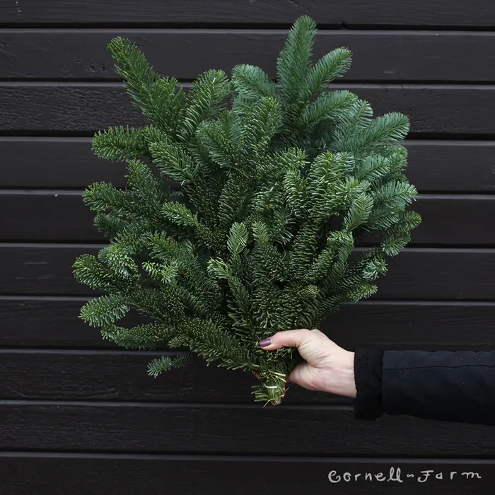 Noble Fir Bunch