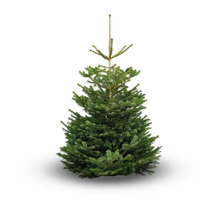 Nordmann Prem Cut Fir Tree 9/10ft