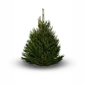 Norway Spruce Tree 5/6ft