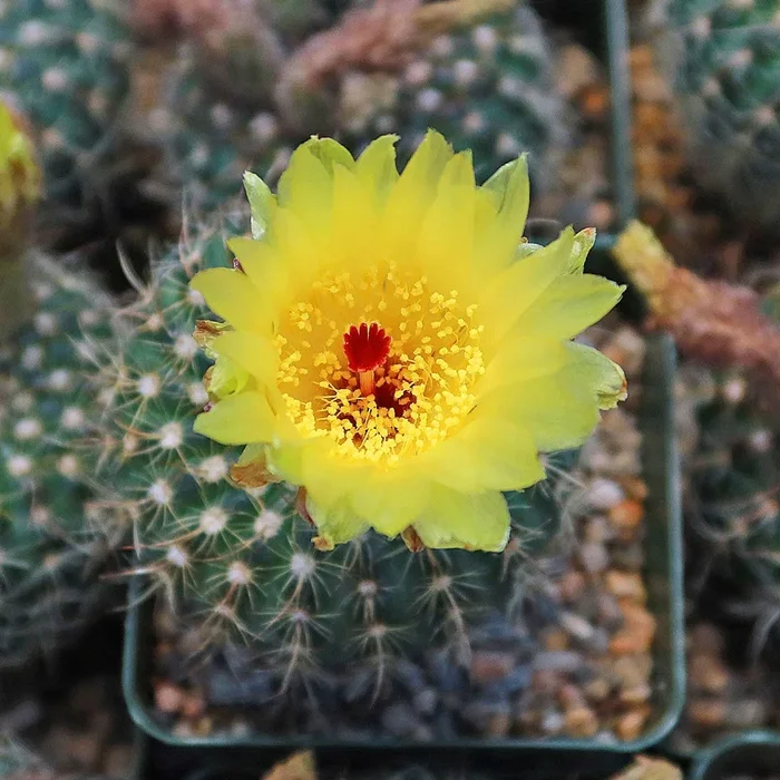 Notocactus apricus