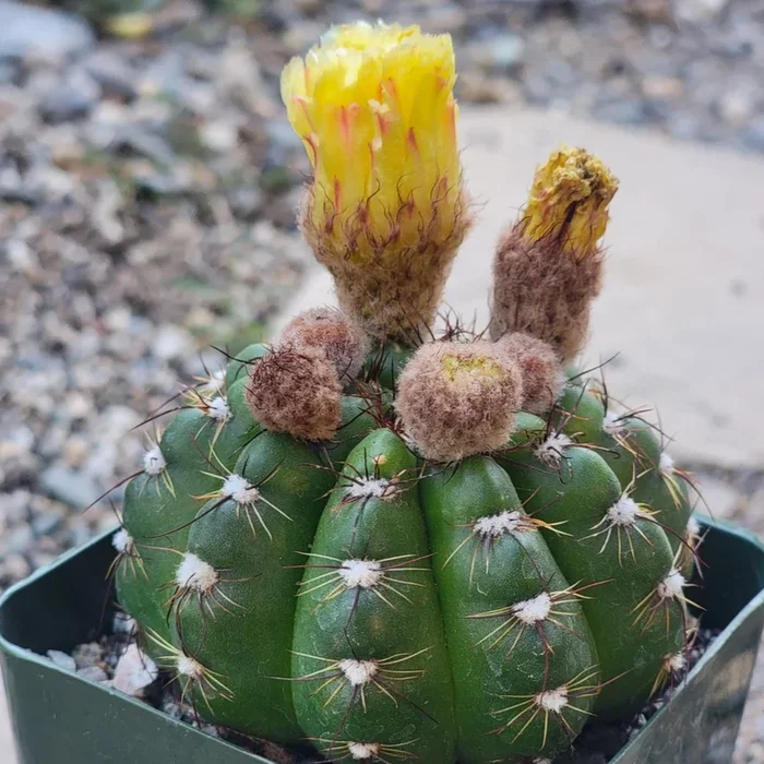 Notocactus militaris
