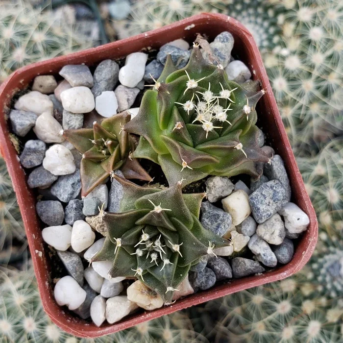 Obregonia denegrii