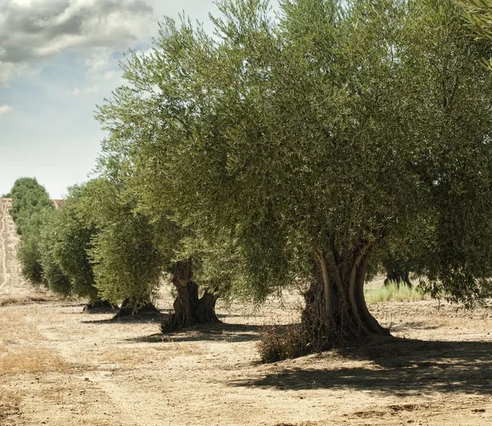 Olea ‘Manzanillo’ Olive Tree