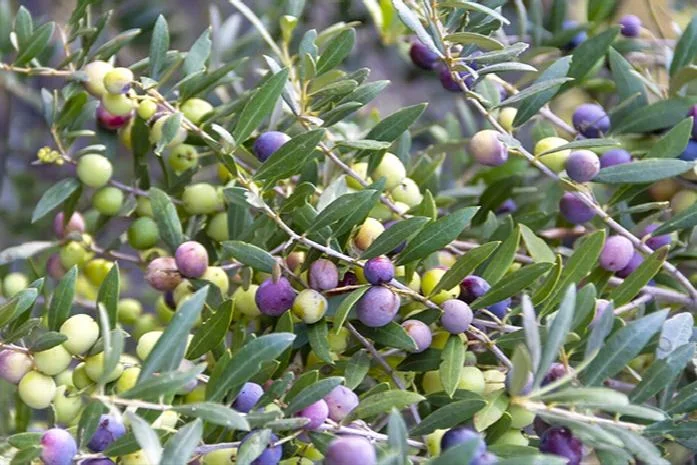 OLIVE ‘European’ –Olea europaea ‘Arbequina’–