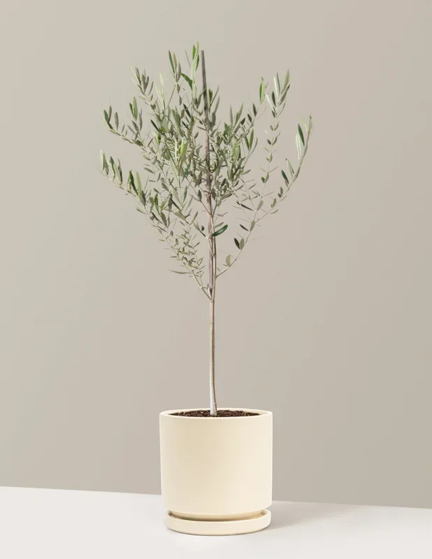 Olive Tree