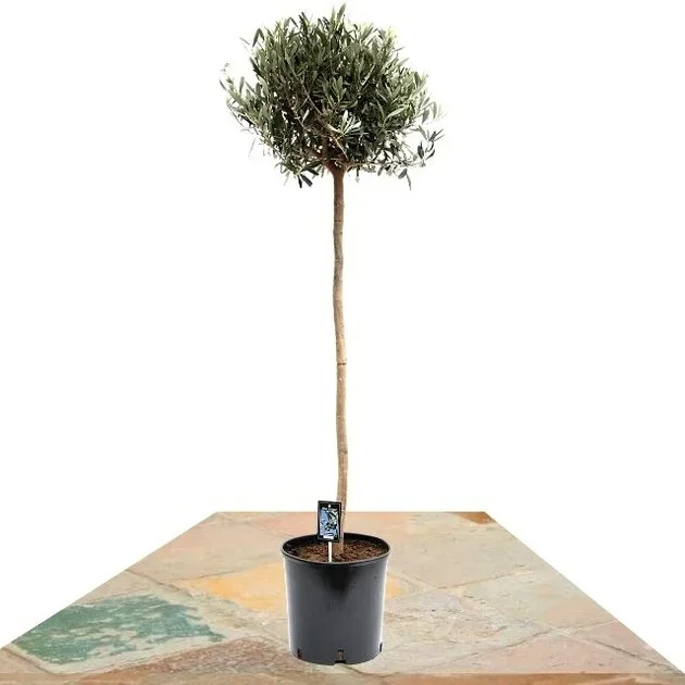 OLIVO COPA 150CM (OLEA EUROPAEA)