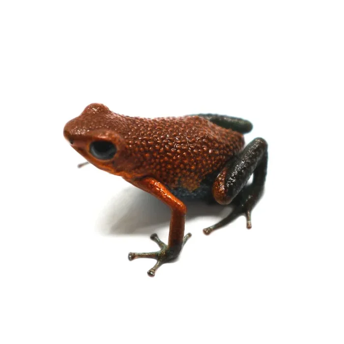 Oophaga granulifera “Baru”