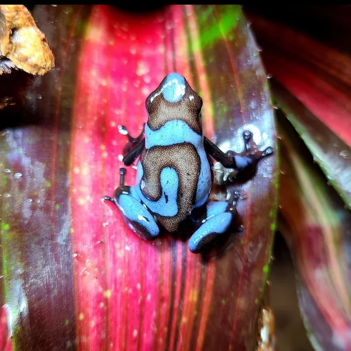Oophaga histrionica “Blue”