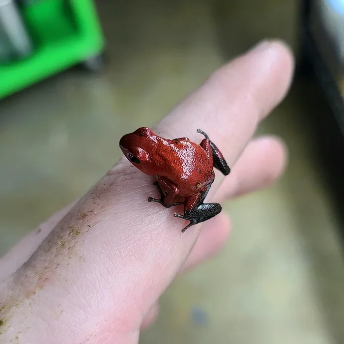 Oophaga pumilio “Man Creek”