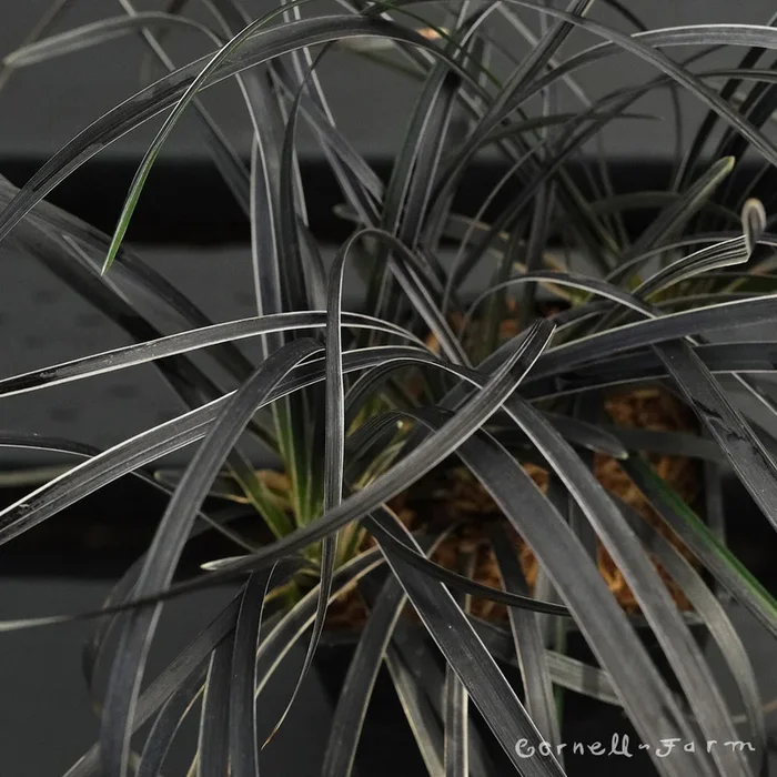 Ophiopogon p. Edge of Night SGP Mondo Grass