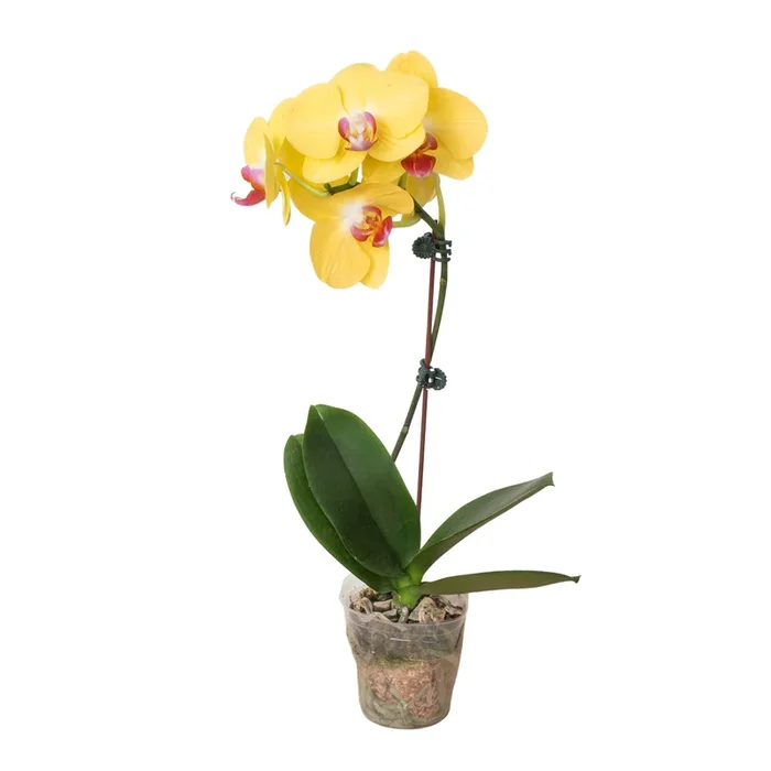 Orchid ‘Yellow Phalaenopsis’