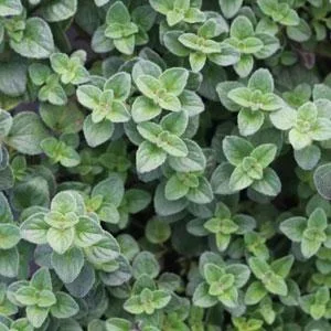 Oregano ‘Hot and Spicy’ 4″ Pot