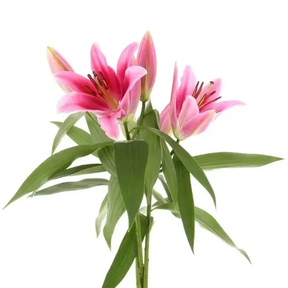 Oriental Lily (x 3 Individual Stems) – Pink