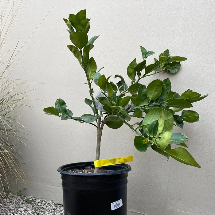 Oro Blanco Grapefruit, semi-dwarf