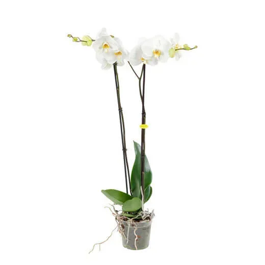 ORQUÍDEA BLANCA 70CM (PHALAENOPSIS)
