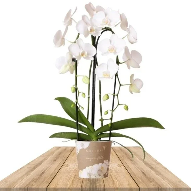 ORQUÍDEA BLANCA ARCO 45CM (PHALAENOPSIS)