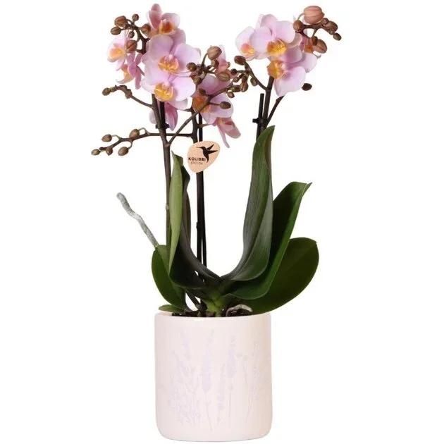 ORQUÍDEA ROSA 2 RAMAS EN MACETERO DECO 45CM