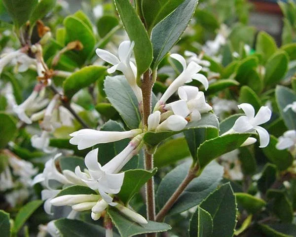 Osmanthus ‘Heaven Scent’