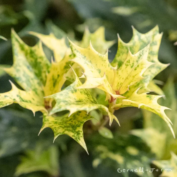 Osmanthus het Goshiki 5gal Cone
