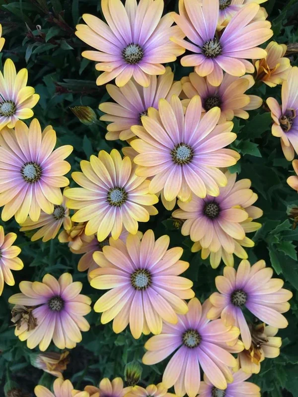 Osteospermum ‘Blushing Beauty’ African Daisy 4″ Pot