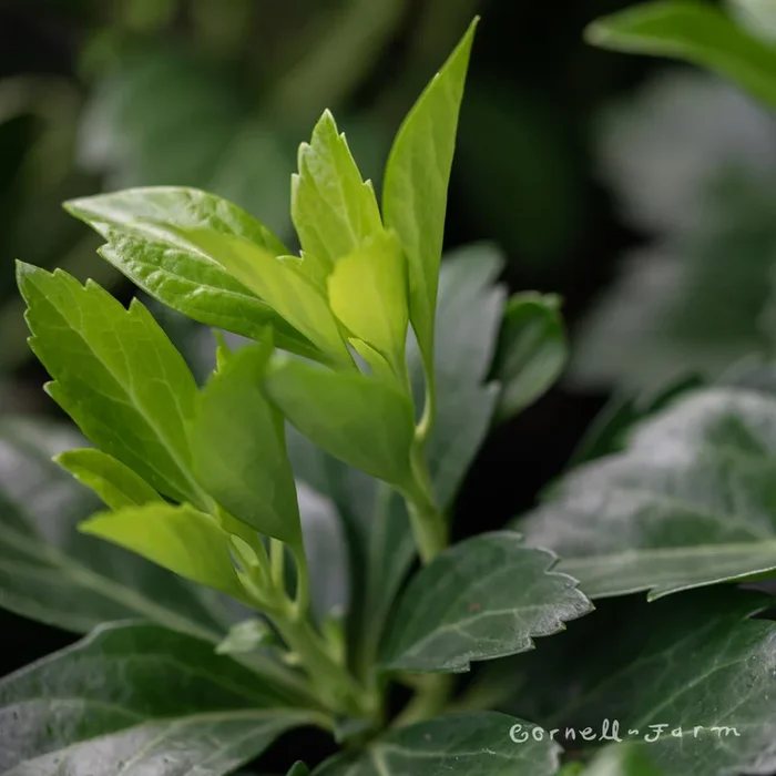 Pachysandra t Green Carpet 4in