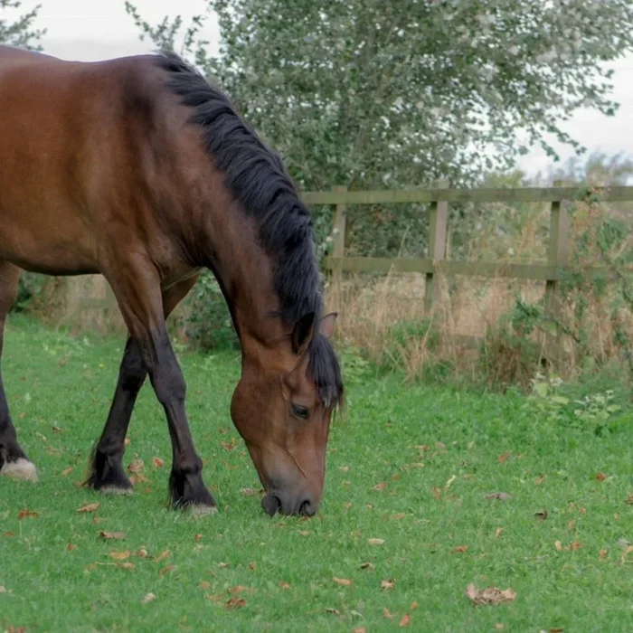 Paddock Repair Grass Seed 10kg