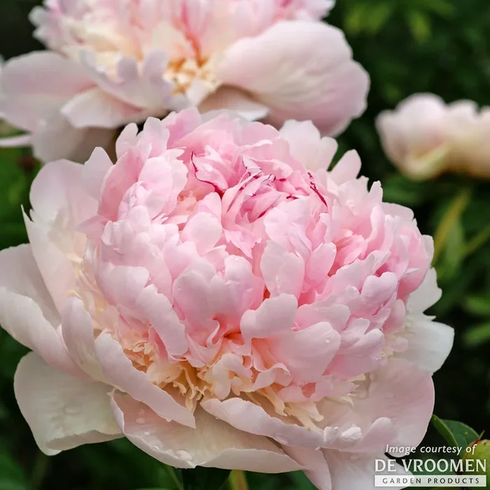Paeonia Angel Cheeks 2gal Peony CF