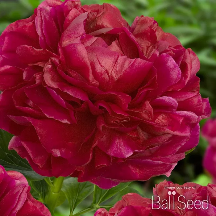 Paeonia Henry Bockstoce 2gal Peony CF