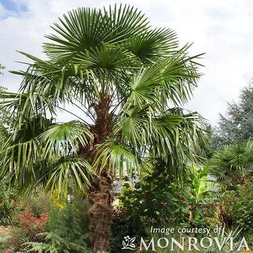 Palm-Trachycarpus fortunei 5gal Windmill Palm