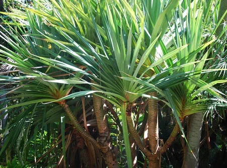 Pandanus utilis – Screw Pine Seeds