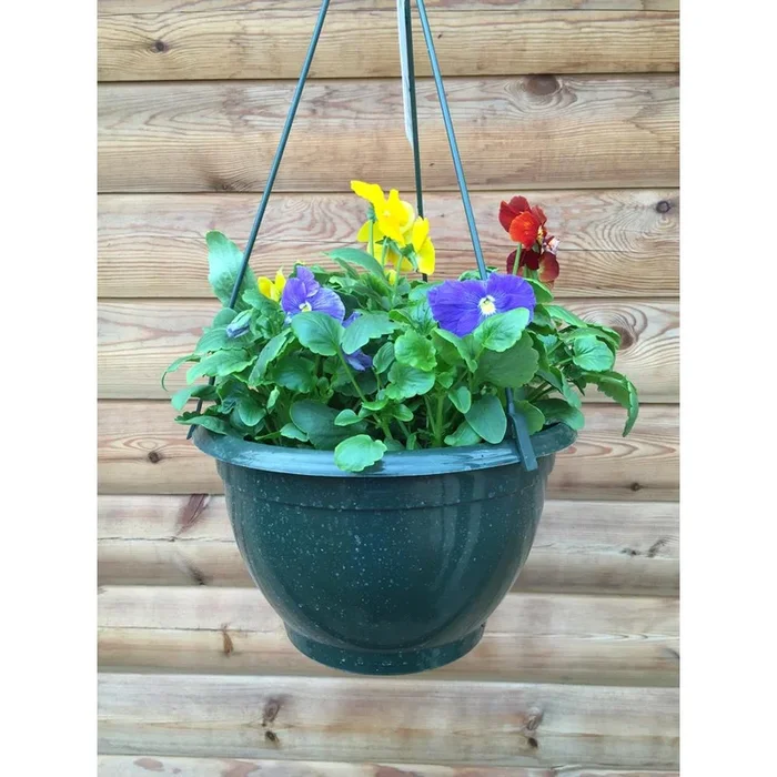 Pansy 27cm Hanging Basket