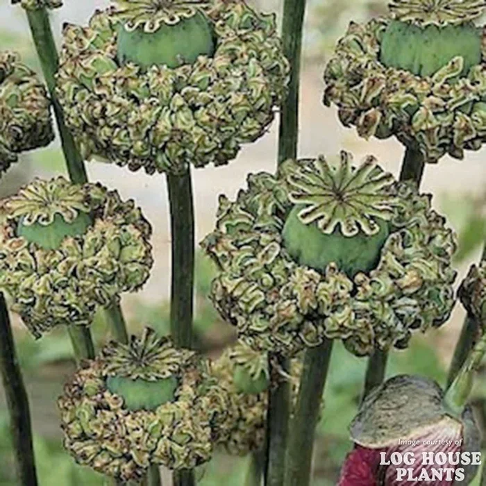 Papaver lacinatum Breadseed 4in Poppy