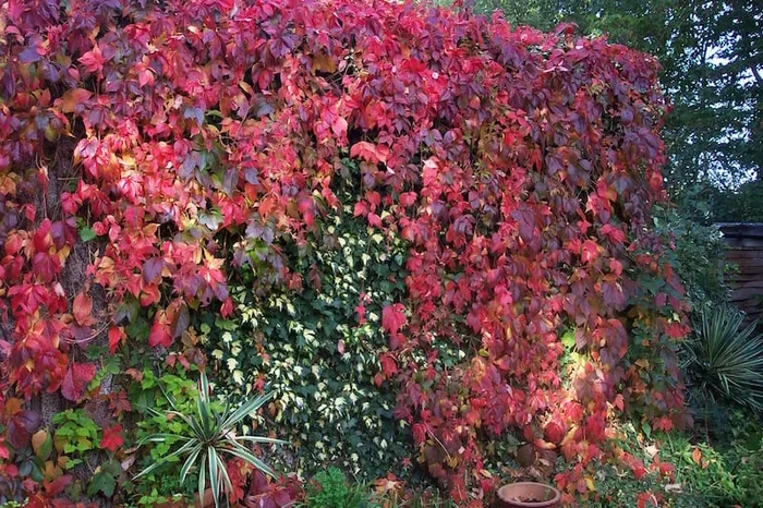 Parthenocissus ‘Virginia Creeper’