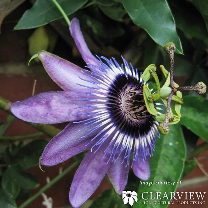 Passiflora Betty Myles Young 1gal Passionflower