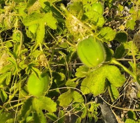 Passiflora palmeri – Desert Passion Fruit Seeds