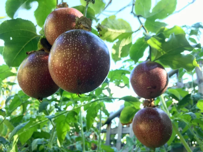 Passionfruit ‘Panama Red’ 5″ Pot