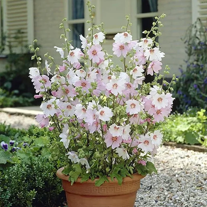 Patio Lavatera Mallow ‘Barnsley Baby’ x 3 Plants in 9cm Pots